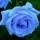 Blue_Rose