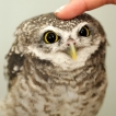 Superb-Owl