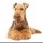 airedale_terrier