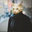 cat_in_coat