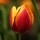Tulip Red (mosobl)