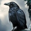 Black Raven (raven_black)