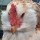 The Furious Chicken (reader-7855705)