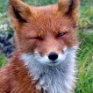 she-fox
